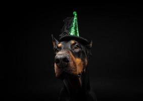 porträtt av en doberman hund i en huvudbonad. karneval eller halloween. foto