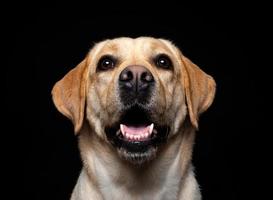 porträtt av en labrador retrieverhund på en isolerad svart bakgrund. foto