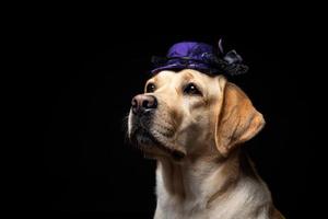 närbild av en labrador retriever hund i en huvudbonad. foto