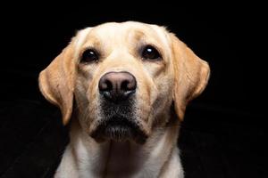 porträtt av en labrador retrieverhund på en isolerad svart bakgrund. foto