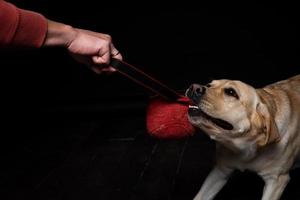 närbild av en labrador retriever hund med en leksak och de ägarens hand. foto