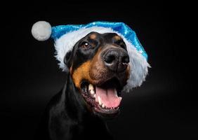 porträtt av en doberman hund i en santa hatt isolerat på en svart bakgrund. foto