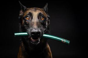 porträtt av en belgisk herdehund med en leksak i munnen, skjuten på en isolerad svart bakgrund. foto
