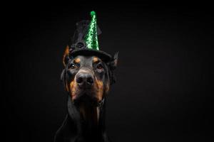 porträtt av en doberman hund i en huvudbonad. karneval eller halloween. foto