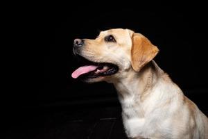 porträtt av en labrador retrieverhund på en isolerad svart bakgrund. foto