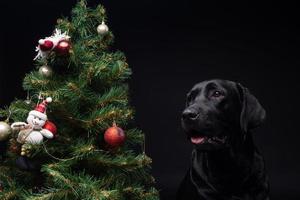 porträtt av en labrador retriever hund nära de ny år grön träd. foto