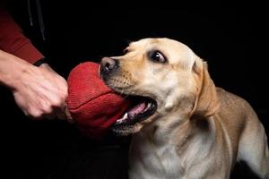 närbild av en labrador retriever hund med en leksak och de ägarens hand. foto