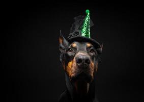 porträtt av en doberman hund i en huvudbonad. karneval eller halloween. foto