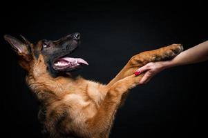 en kvinna matar en schäfervalp från hennes hand. foto