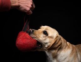 närbild av en labrador retriever hund med en leksak och de ägarens hand. foto