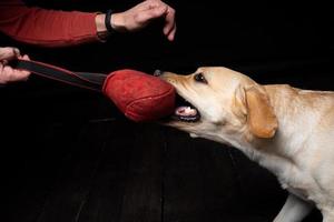 närbild av en labrador retriever hund med en leksak och de ägarens hand. foto