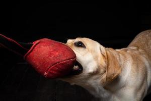 närbild av en labrador retriever hund med en leksak och de ägarens hand. foto