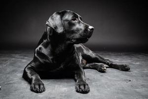 porträtt av en labrador retrieverhund på en isolerad svart bakgrund. foto