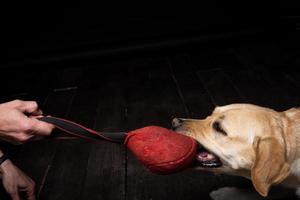 närbild av en labrador retriever hund med en leksak och de ägarens hand. foto