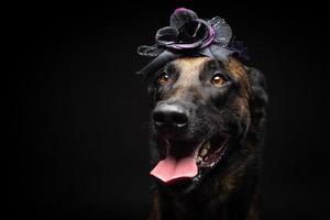 porträtt av en belgisk herde hund i en huvudbonad. karneval eller halloween. foto