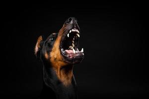 porträtt av en dobermanhund på en isolerad svart bakgrund. foto