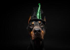 porträtt av en doberman hund i en huvudbonad. karneval eller halloween. foto