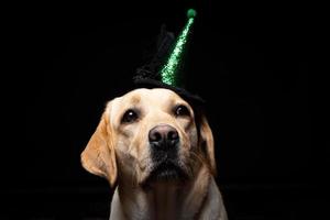 närbild av en labrador retriever hund i en huvudbonad. foto