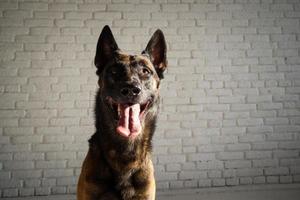 porträtt av en belgisk herdehund. foto
