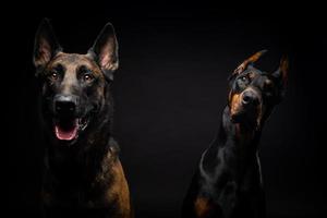 porträtt av en belgisk herdehund och en doberman på en isolerad svart bakgrund. foto