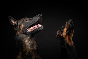 porträtt av en belgisk herdehund och en doberman på en isolerad svart bakgrund. foto