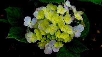 skön och fantastisk grön hortensia foto