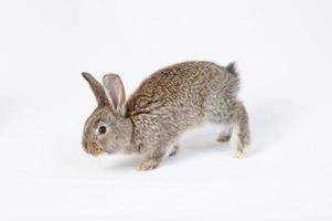 ett grå kanin på vit bakgrund. foto