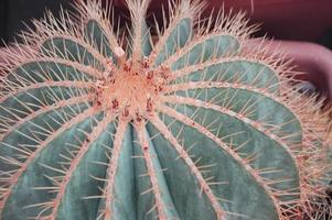 del av taggig grön runda kaktus. saftig växt se från ovan foto