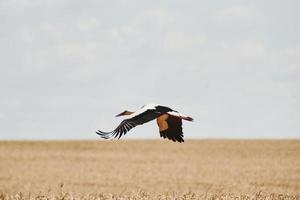 ett stork flygande hög upp i de himmel. vingar Uppfostrad. djur- vilda djur och växter foto