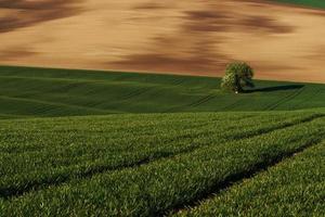 gyllene färgad äng. träd på grön fält i moravia. skön natur. lantlig scen foto