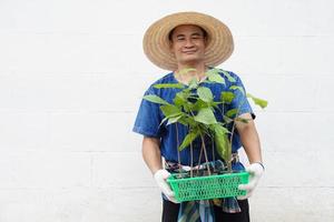 asiatisk man jordbrukare innehar grön korg av ung växter, förbereda till växa i trädgård. begrepp , ekonomisk skog plantage. trädgårdsarbete. skog och miljö bevarande. gå grön för de värld foto