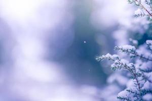 skön snö bokeh textur på svart bakgrund. underbar natur vinter- i färsk morgon- bakgrund foto