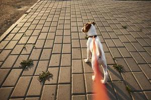 ägare gående domkraft russell terrier hund utanför foto
