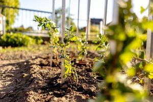 plantor växande upp från bördig jord i de bondens trädgård, morgon- Sol lyser. ekologi och ekologisk balans, jordbruk och plantering. jordbruks scen med groddar i jorden, stänga upp. mjuk fokus. foto