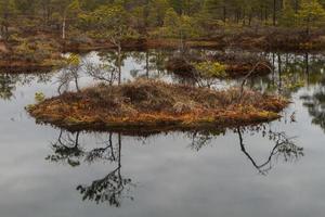 tidigt vår i de träsk foto