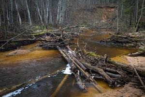 små skog flod i tidigt springtime foto