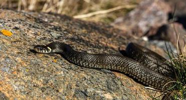 gräs orm i naturlig miljö foto