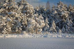 snöig vinter- dag i de träsk foto