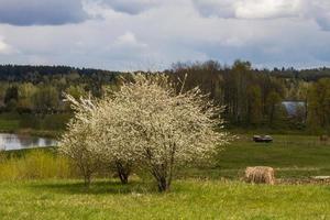 landskap från de lettiska landsbygden i vår foto