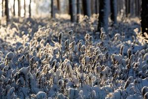 snöig vinter- dag i de träsk foto