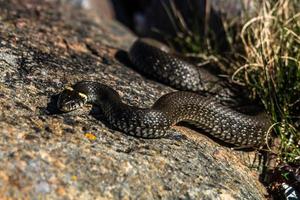 gräs orm i naturlig miljö foto