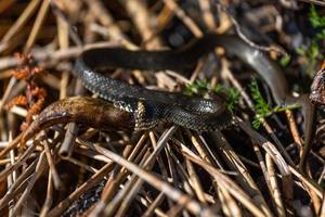 gräs orm i naturlig miljö foto