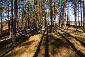 tidigt vår i de träsk foto