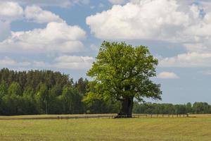 landskap från de lettiska landsbygden i vår foto