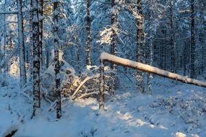 snöig vinter- dag i de träsk foto