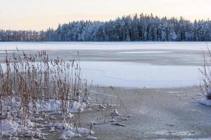 snöig vinter- dag i de träsk foto