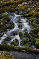 små skog flod i tidigt springtime foto