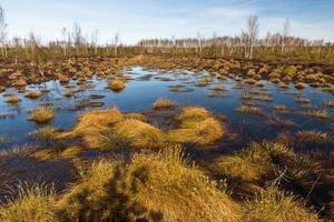 tidigt vår i de träsk foto