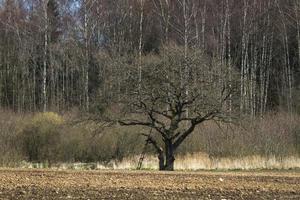 vår landskap med moln foto