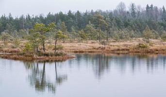 höst dag på de träsk sjö foto